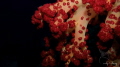   soft red  